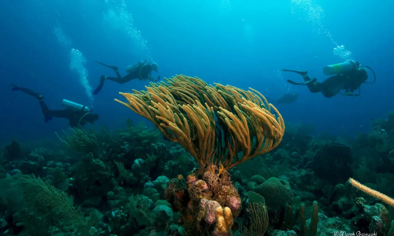 Belize Blue Hole Diving or Glover’s Reef? Plan Your Itinerary at Isla Marisol Resort, Belize