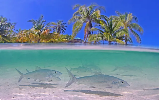 Bonefish shallow water — Isla Marisol Resort, Belize