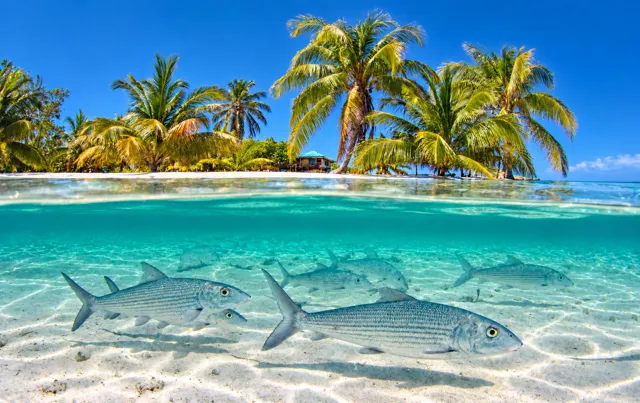 Island shoreline and fish in an above-and-below-water view