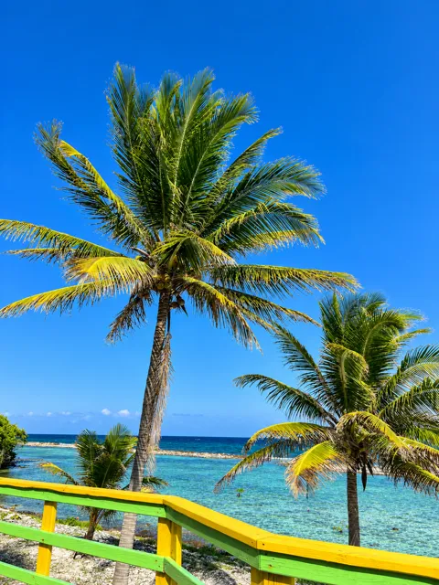 Palm-framed view of the turquoise lagoon