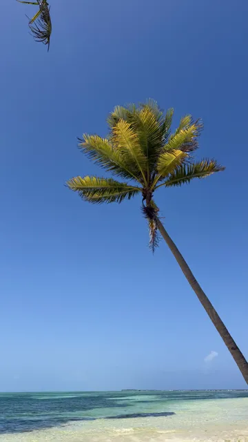 Palm tree beside a turquoise lagoon — Isla Marisol Resort, Belize