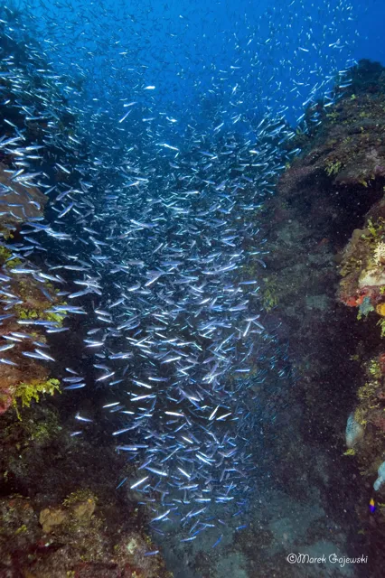 Reef fish coral channel — Isla Marisol Resort, Belize