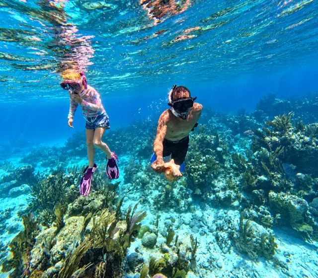 Snorkelers exploring a shallow coral garden