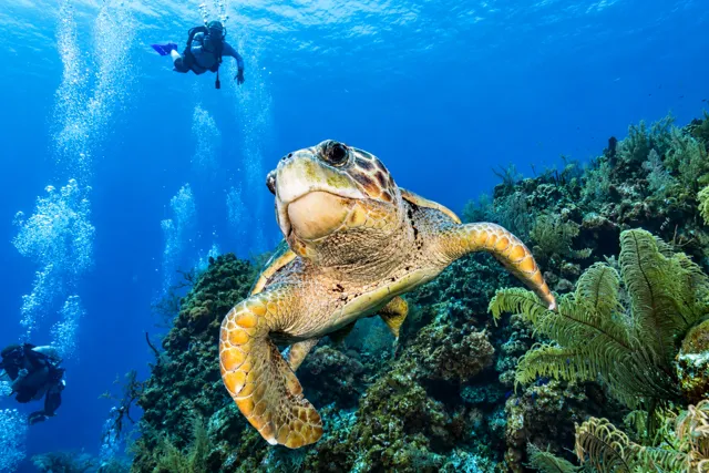 Sea turtle gliding above the coral reef